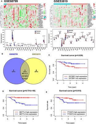 Gene Signatures and Prognostic Values of m6A Genes in Nasopharyngeal Carcinoma